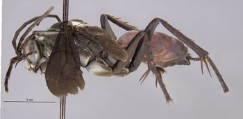 Media type: image;   Entomology 27136 Aspect: habitus lateral view